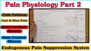 Pain Physiology  Part 2 ll Pain Pathway ll Fast amp Slow Pain ll Gate Control Theory [upl. by Notsehc]