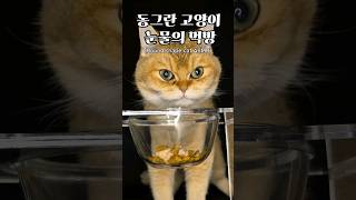 동그란 고양이 눈물의 먹방 round shape cat eating show asmr  cat cute 고양이 catlover britishshorthair [upl. by Yrtneg123]