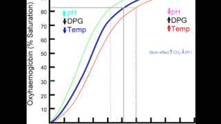 Hemoglobin Dissociation Curve Part 1 [upl. by Coney225]