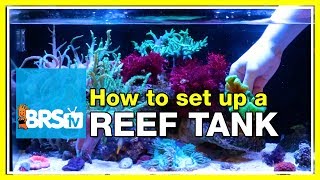 How to start a 20 gallon nano reef tank fusion20  Innovative Marine Nuvo 20 [upl. by Missy]