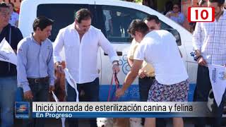 Inició jornada de esterilización canina y felina en progreso [upl. by Niliac92]