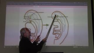 development of pituitary gland by Dr Wahdan [upl. by Steel656]