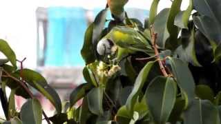 Redbreasted Parakeet Psittacula alexandri feeding on Sea Apple Syzygium grande flowers [upl. by Aggy298]