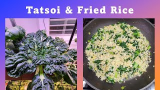 Tatsoi Harvesting Method  Tatsoi Fried Rice Recipe  Cooking [upl. by Nameerf747]