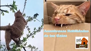 Amigos Favoritos  Asombrosas Habilidades de tus Gatos [upl. by Ball]