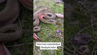 Hellers Rednecked Keelback  Rhadbophis helleri snakesofindia [upl. by Biagi]