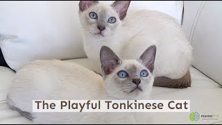 The Playful Tonkinese Cat [upl. by Ray]