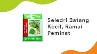 Benih Seledri Unggul Terlaris  Benih Seledri Cut Green Celery Winon Seed [upl. by Berkshire920]