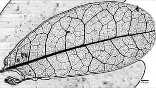 Photo Slideshow The Science Behind Leaf Vein Patterns [upl. by Yrocej117]