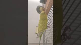 birds parrot talkingparrotscareandroutine fypシ゚viral [upl. by Enneirdna]