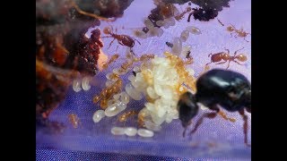 Pheidole antipodum workers covering food and then eating [upl. by Nanreh]