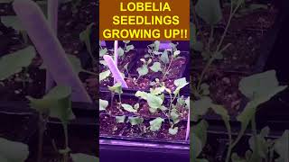 Check Out The Lobelia Seedlings  Theyve Grown amp Ready For Repotting [upl. by Dippold]