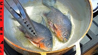 FLORIDA PIRANHA CATCH n COOK Piranhas in Florida Pond [upl. by Lauber129]