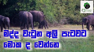 මද්ද වැටුණු අලි පැටවාගේ ඉරණම [upl. by Ettennor]