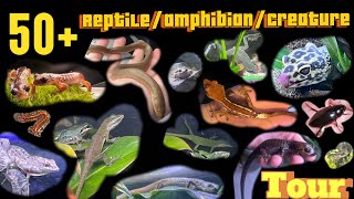 🦎animal room tour and feeding🐳 [upl. by Nadabus]