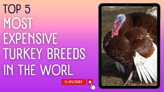 Top 5 Most Expensive Turkey Breeds in the World ARU Automation [upl. by Fleisig58]