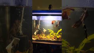 Setting up darkwater angel fish tank shorts angelfish aquariumfish AQUATICMEDIA [upl. by Sopher]