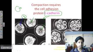 Blastulation and gastrulation  Developmental biology lecture [upl. by Irrab]