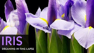 Purple Iris Flowers Blooming  Daily Timelapse Clip [upl. by Willock]