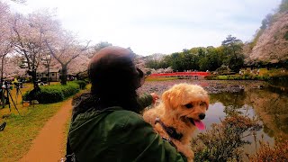 【クッキー岩槻公園花見散歩】【チワプー、子犬、桜、花、池、赤橋、鯉】 [upl. by Kurzawa]