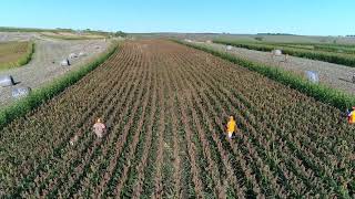 Pheasant Hunting in Fairfax SD [upl. by Katuscha]