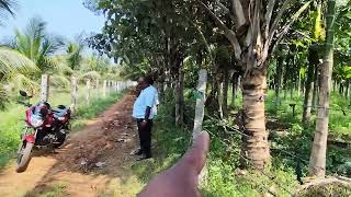 9 acre land sale near T narasipura 10 km rate per acre 32 laksh 9611154959 [upl. by Silloh]