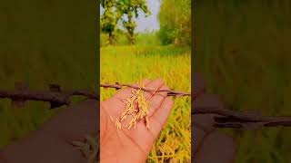 chinnor dhan agriculturefarming viralvideo viralshorts dhan video [upl. by Suertemed514]