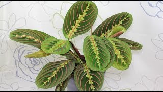 Maranta leuconeura  Marante Prayer Plant [upl. by Norford]