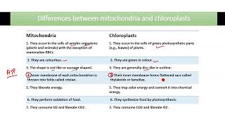 Differences between mitochondria and chloroplasts  mitochondria and chloroplasts class 9 [upl. by Lenny]