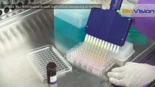 Cell Proliferation Assay Kit Video  Biovision Inc [upl. by Stroud]