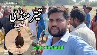 Teetar Mandi Halani Sindh  Full Deatails About Price  Teetar Ka Awaz  Teetar Ki Boli [upl. by Imnubulo]