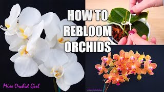 Orchid Care for Beginners  How to make Phalaenopsis Orchids rebloom  Spot amp shape flower spikes [upl. by Ahsilla]