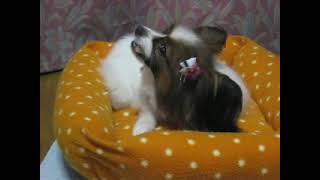 My Papillon dog is chewing a gum [upl. by Maryn]