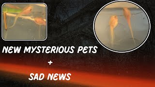 NEW Pet Aliens Also Sad News [upl. by Merci140]