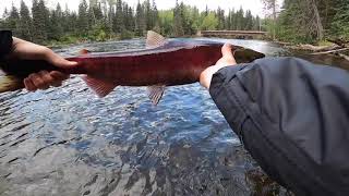 Fly fishing for sockeye and pink salmon Babine river [upl. by Eldrid]