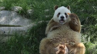 在陕西秦岭地区的棕色大熊猫 Brown pandas in the Qinling Mountains ShaanXi Province with subtitle Adorable Panda [upl. by Ahsikahs990]