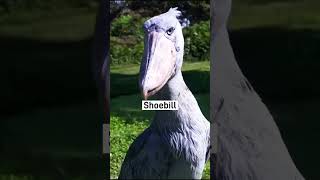 The shoebill [upl. by Willing87]