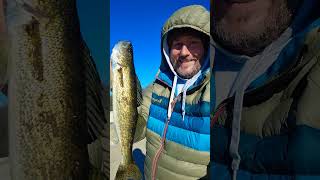 Nice sized walleye November minnesota [upl. by Chariot869]