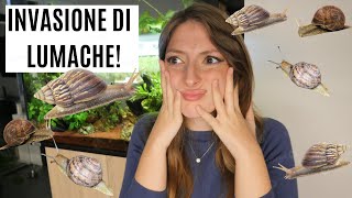 INVASIONE DI LUMACHE IN ACQUARIO Perchè Cosa fare 🐌 [upl. by Towers]