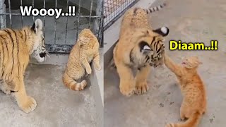 Awalnya Harimau Tantang Kucing Oren Endingnya Harimau Di Hajar Kucing Oren  Kucing Vs Harimau [upl. by Mable]