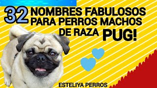 32 NOMBRES INCREÍBLES PARA PERROS MACHOS DE RAZA PUG [upl. by Sinnelg466]