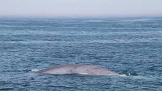 Rare sighting of blue whale worlds largest animal spotted off Cape Ann in Massachusetts [upl. by Levram213]