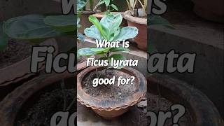 Benifits of Ficus Lyrata [upl. by Laefar]