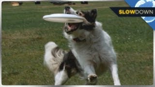 Awesome Doggy Catches Frisbee in Slow Motion [upl. by Llezom]