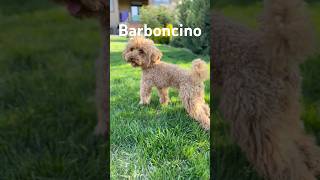 Il Fascino del Barboncino Un Documentario [upl. by Sidney791]