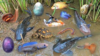 Colorful surprise eggs lobster snake cichlid betta fish turtle butterfly fish goby fish [upl. by Hairem]