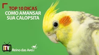 Hora da Papinha calopsita petlover aves pets cute agapornis parrot parrots petlovers birds [upl. by O'Driscoll]