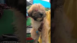 Lhasa Apso Puppy’s Sell Low Price [upl. by Humberto]