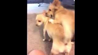 2 Chihuahuas Fighting Brown Cute Short Long Haired Girl Boy [upl. by Morril]