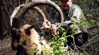 Bezoar Ibex Hunting in Turkey  Teke Avı  Recep Ecer [upl. by Razaele]